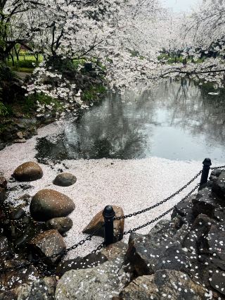 4.3ライブ魯迅公園の桜、雨の中の春の終わり……