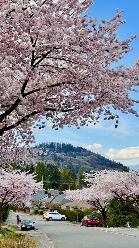 バンクーバー桜手記⑨｜この坂の春色は、本気で咲いている | Trip.com