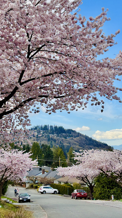 バンクーバー桜手記⑨｜この坂の春色は、本気で咲いている | Trip.com