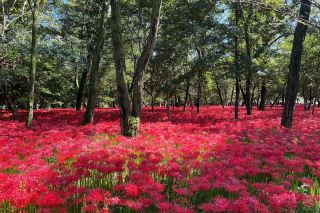 Viewing Red Spider Lilies in Tokyo
