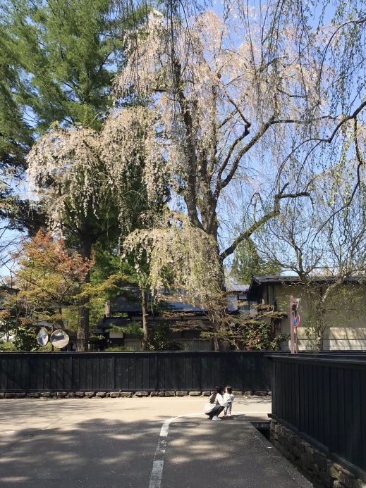 古い街並み - 秋田県角館武家屋敷 | Trip.com 仙北市
