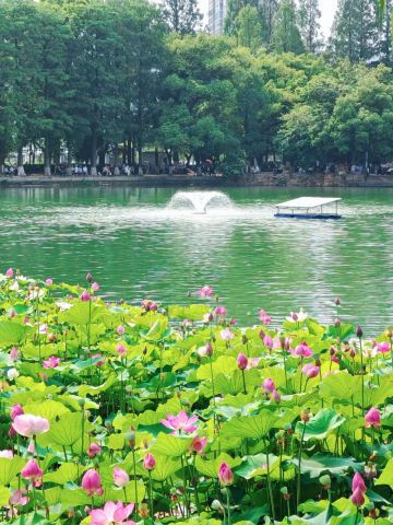 📍蕪湖| 蓮花盛開的日子，京湖花園景色迷人，感覺有點像杭州的屈園鳳河