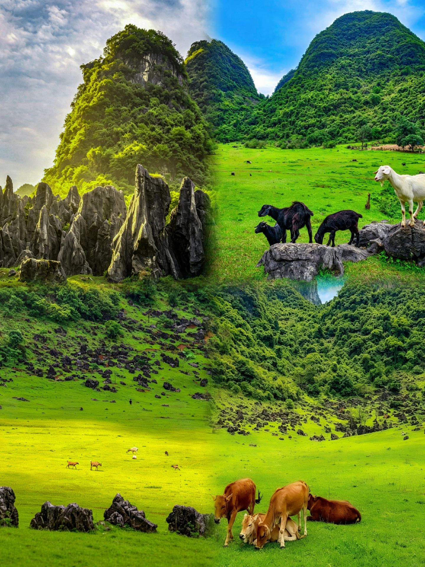 Guangxi hides a magical stone forest grassland?! The ultimate guide to wild exploration at Xiangshui Stone Forest