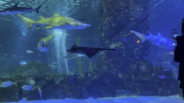 coex 水族館很治癒