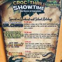 Live crocodile feeding in the city