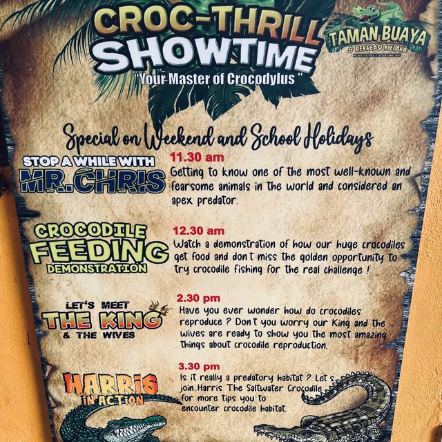 Live crocodile feeding in the city