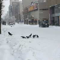 冬季步行北海道札幌街景