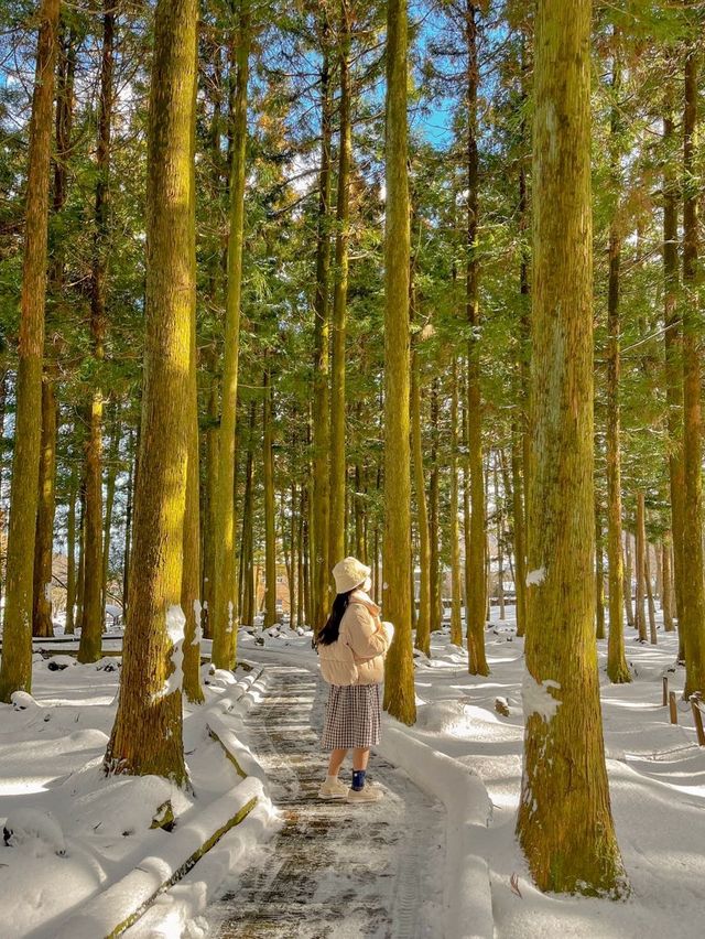 눈 쌓인 날 가면 더 좋은 힐링 명소, 제주 절물자연휴양림🌿