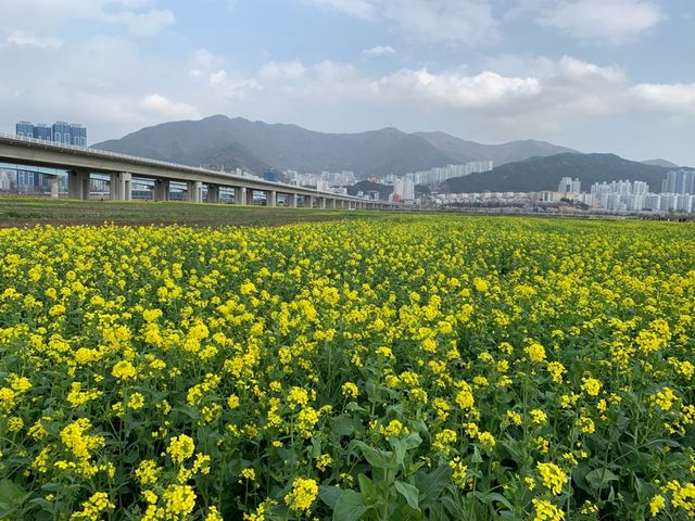 非常震撼油菜花田｜大渚生態公園