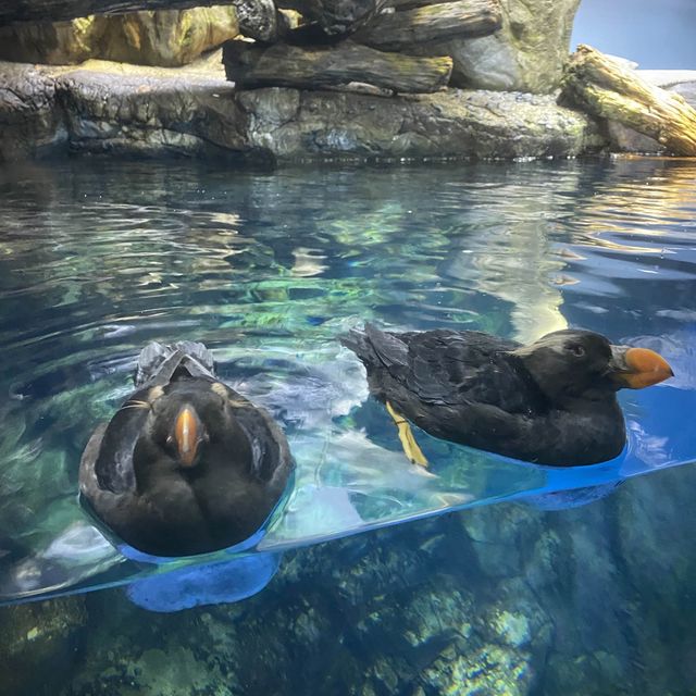 【大阪市・港区】世界最大級の水槽！ジンベイサメが見られる👀✨