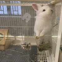 香港🇭🇰首間兔兔Cafe🐰