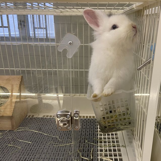 香港🇭🇰首間兔兔Cafe🐰