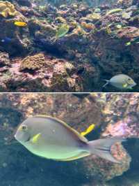【桃園】X-PARK 水族館：沉浸式體驗海洋世界