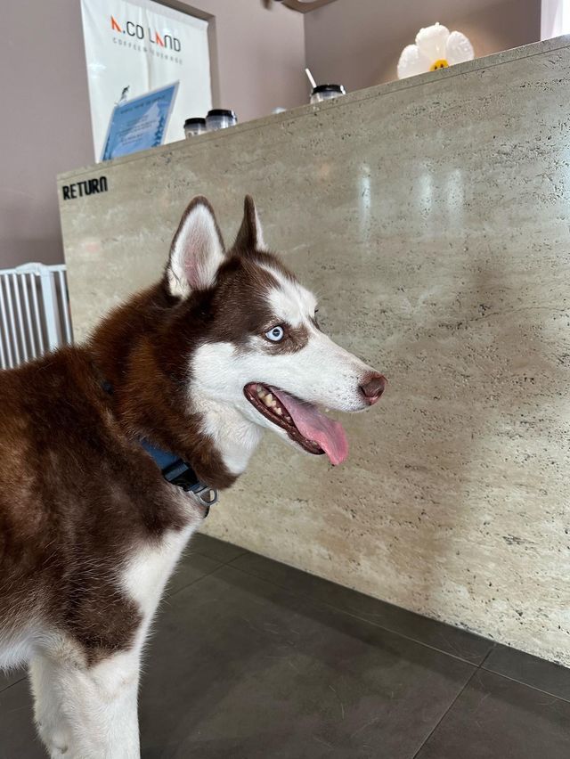 【韓国/釜山/カフェ】 海を見ながら！ハスキーカフェ🐶