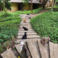 "Cat garden"โรงแรมแมว สวรรค์ของคนรักแมว📍