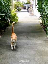 ที่พักเป็นส่วนตัว บรรยากาศดี ใจกลางเมืองเชียงราย