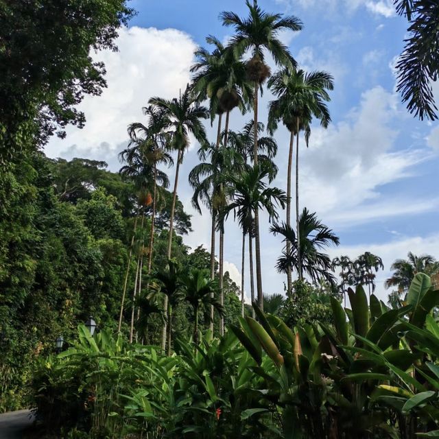 綠色天堂中的浪漫邂逅！🌿💍 新加坡植物園📸💑