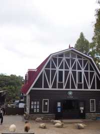 六甲山牧場—帶娃必去！
