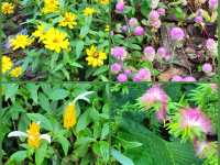 深圳市仙湖植物園