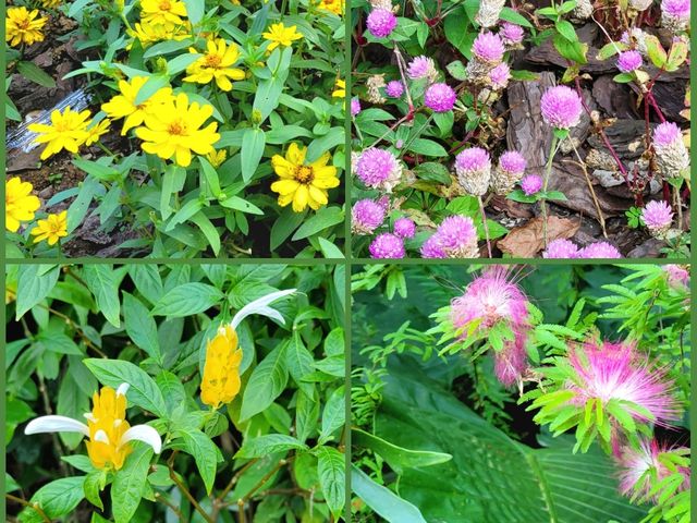 深圳市仙湖植物園