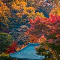 Beautiful Hwadam Botanic Garden I Autumn 