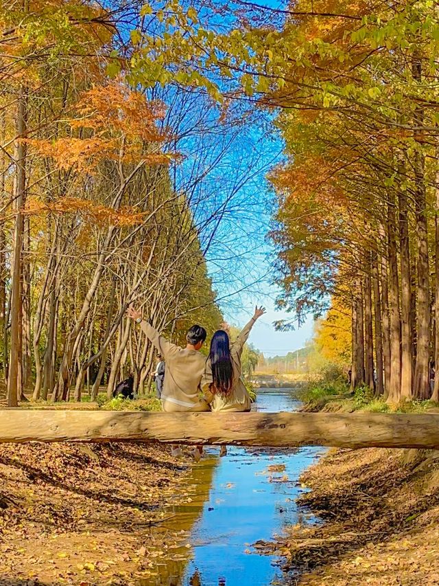 떠오르는 경주 단풍 핫플, 경북천년숲정원(경주산림환경연구원)