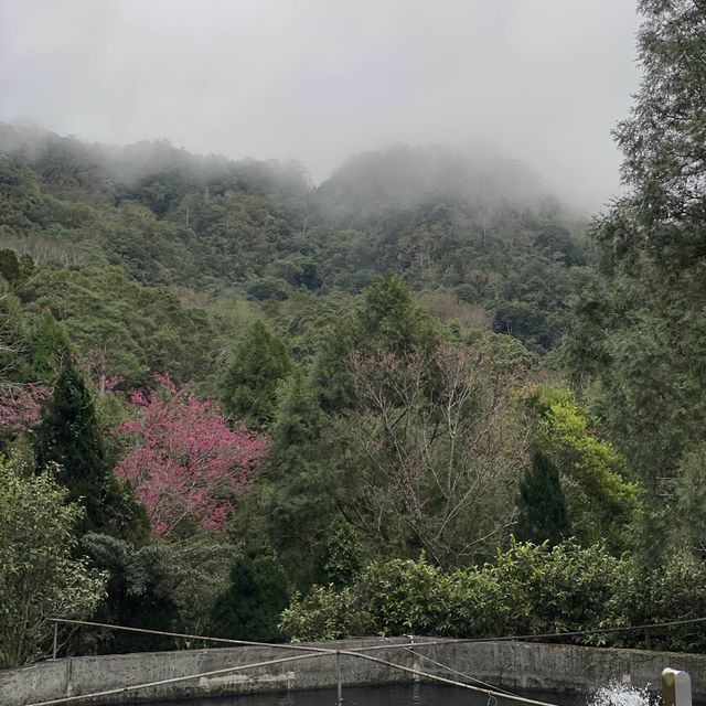 鴛鴦谷休閒養殖農場