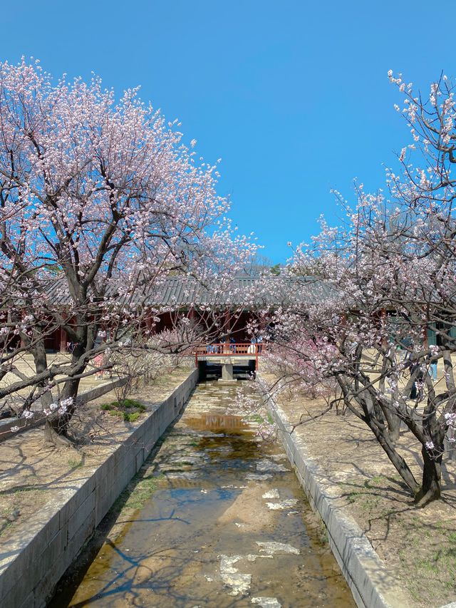 봄꽃구경은 역시 고궁투어💐