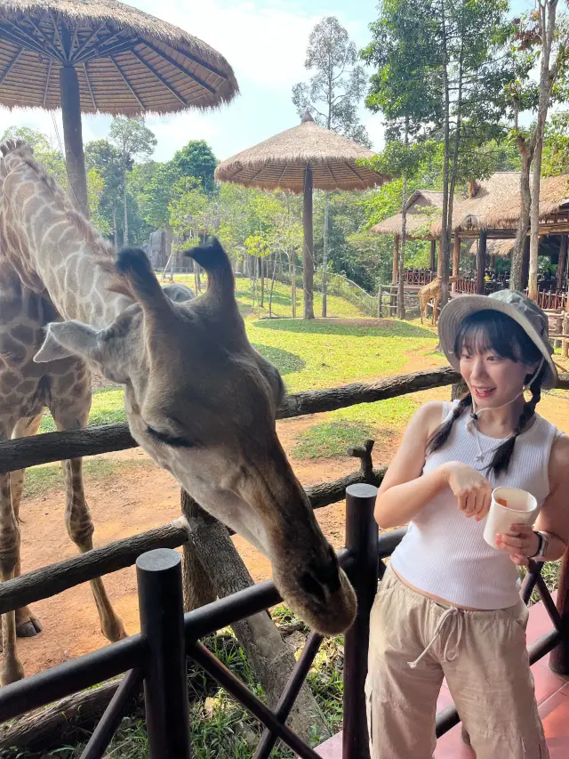 내 눈앞에 기린이?!? 🦒 푸꾸옥 빈펄사파리🦓🐯