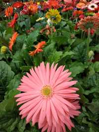 BLOOMING FLOWERS IN CAMERON HIGHLANDS!