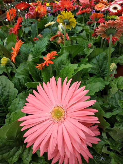 BLOOMING FLOWERS IN CAMERON HIGHLANDS!