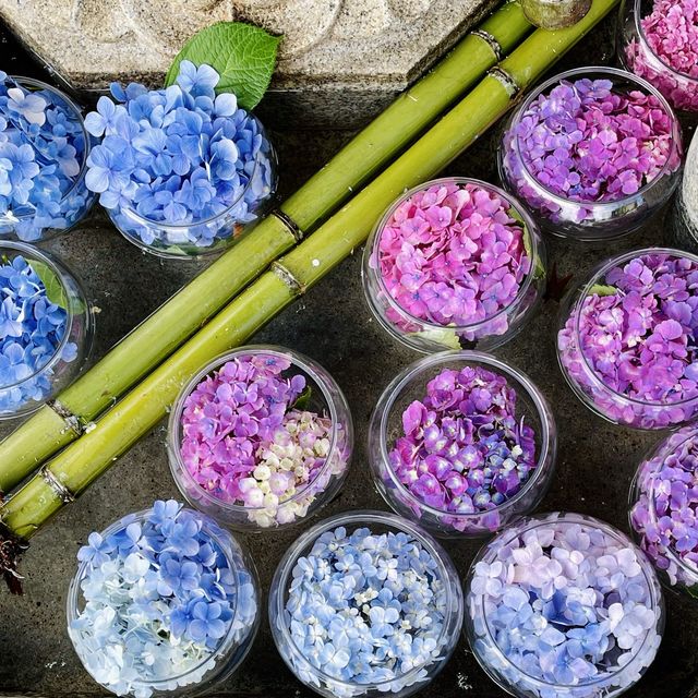  【京都】花の御寺「三室戸寺」