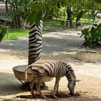 深圳野生動物園