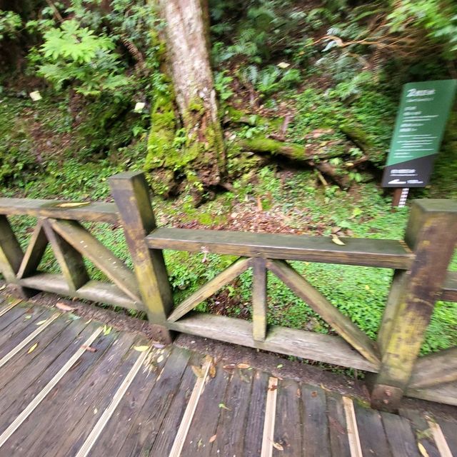 桃園景點｜拉拉山神木群步道