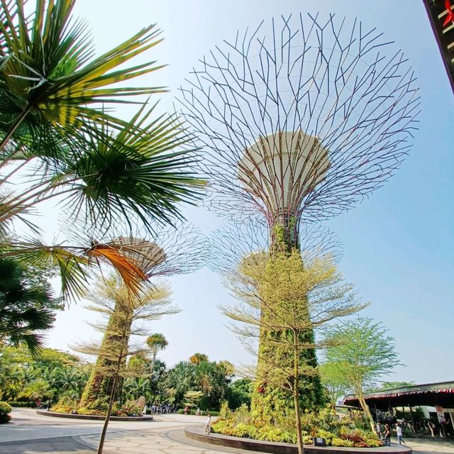Supertrees in Gardens by the Bay