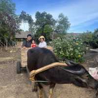 Experience Farm Life at South Palms Panglao!