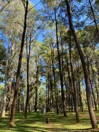 สวนสนแม่แตง 🌲✨