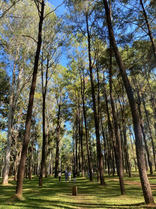 สวนสนแม่แตง 🌲✨