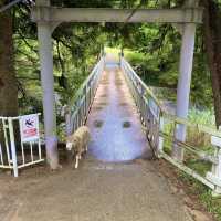 六甲山牧場【北エリア】動物が近くふれ合える癒されエリア