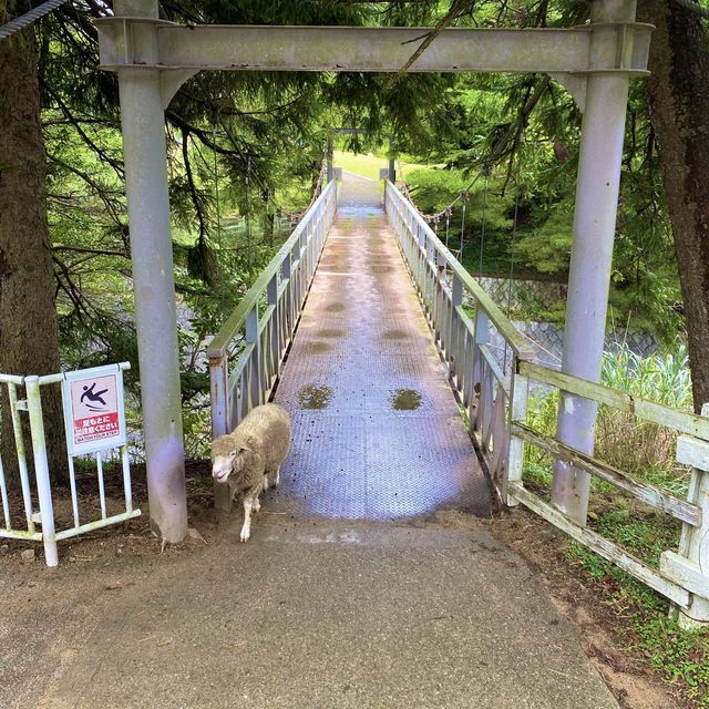 六甲山牧場【北エリア】動物が近くふれ合える癒されエリア