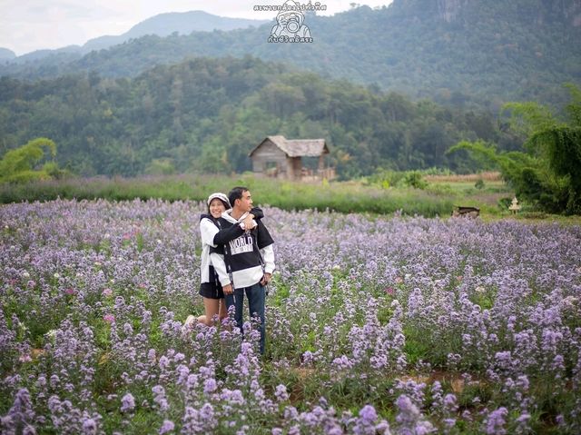 ไร่ภูผาหมวก.. เชียงดาว จ.เชียงใหม่