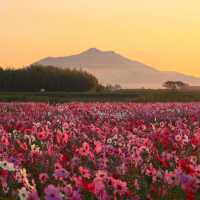 Mount Tsukuba 🌸 