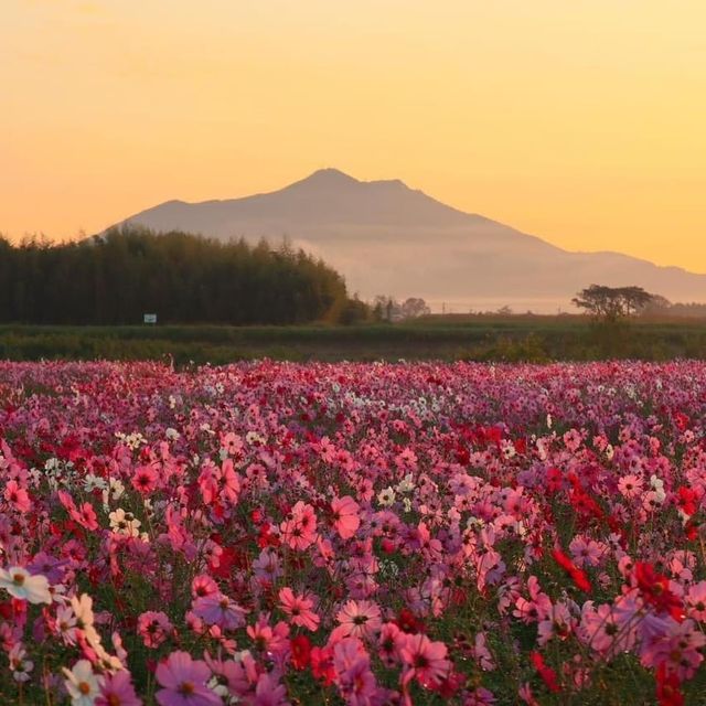 Mount Tsukuba 🌸 