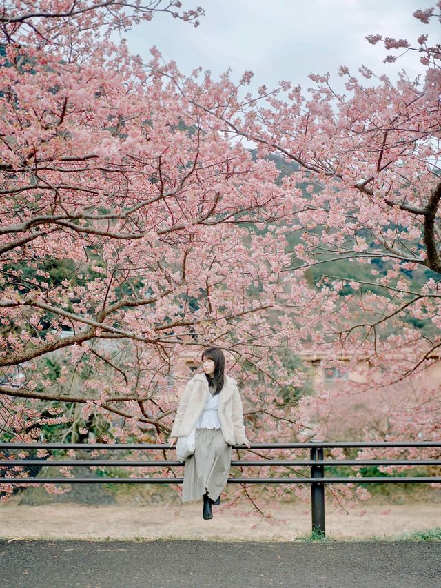 伊豆🇯🇵河津櫻· 最早的櫻花！🌸千萬不能錯過！
