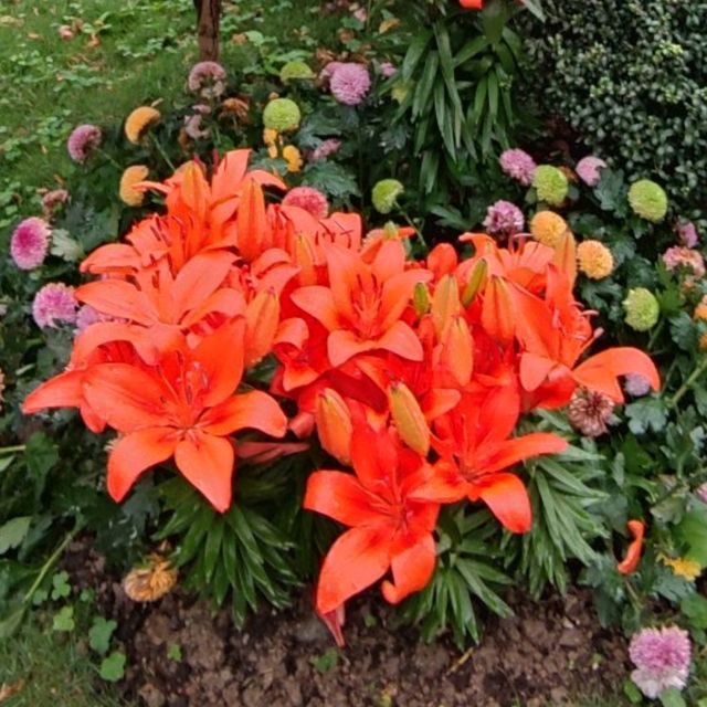 春暖花開~百花齊放~花團錦簇~爭相競艷