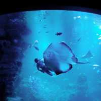 京都水族館といえばオオサンショウウオ