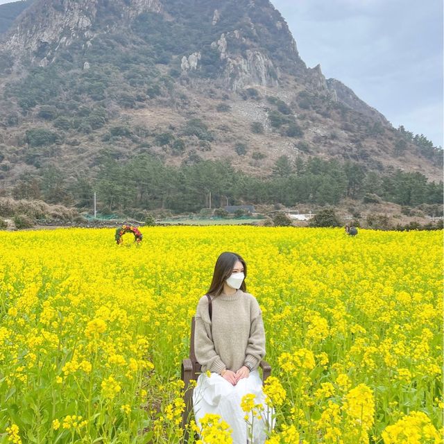 산방산과 유채 