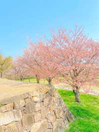 벚꽃 최애 스팟, 사천 선진리성🌸
