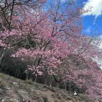Cherry Blossom at Wu Ling Farm