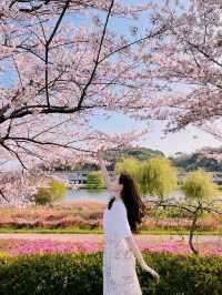 순천에 도착한 봄🌸 순천만국가정원🌸